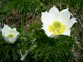 F79 anemone de guillaume cherynaumont 